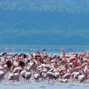 Lake Nakuru
