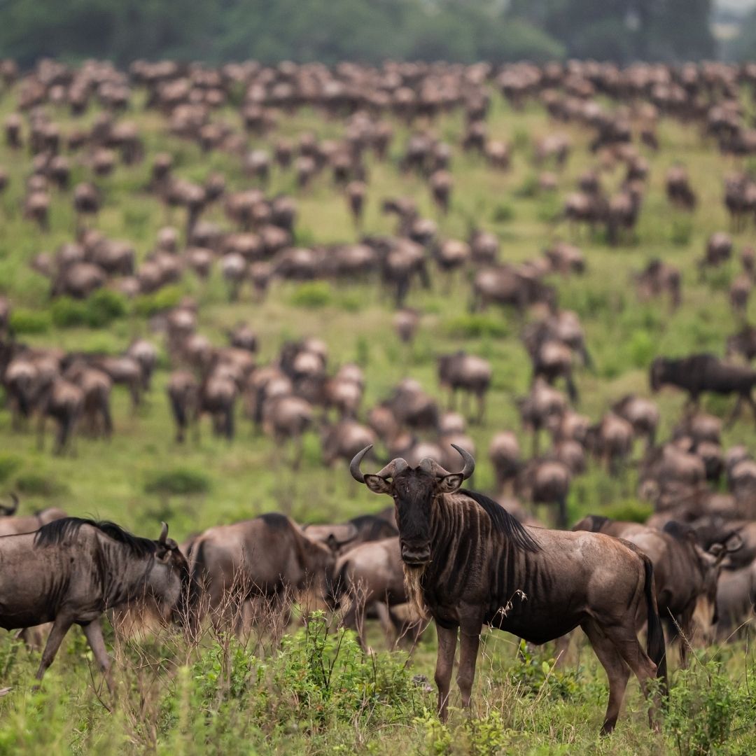 Maasai mara