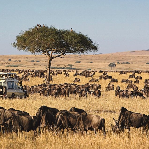 Maasai Mara