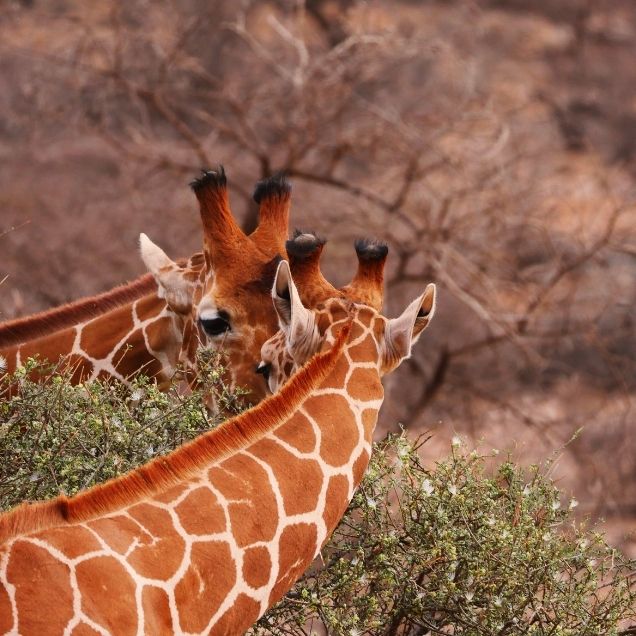 samburu girrafe
