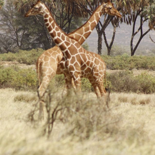 Nature quest tours and travels giraffes