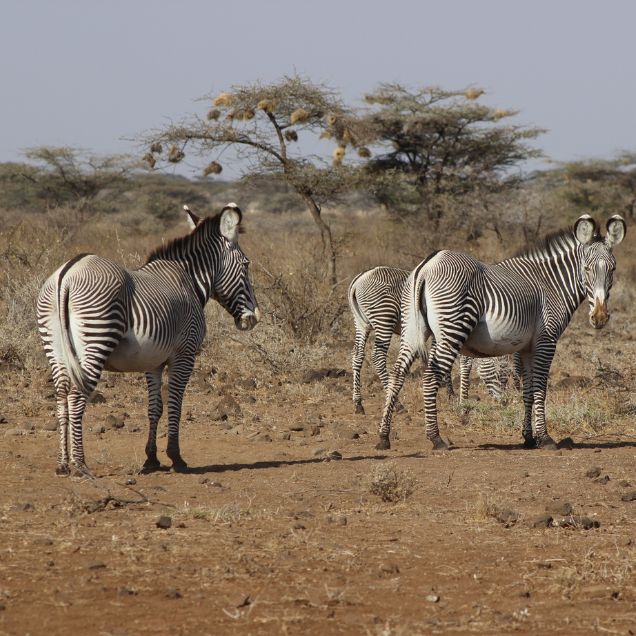 Nature quest tours and travels zebras